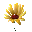  黄色い花　